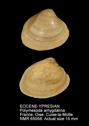 EOCENE-YPRESIAN Polymesoda amygdalina.jpg - EOCENE-YPRESIAN Polymesoda amygdalina (Deshayes,1857)